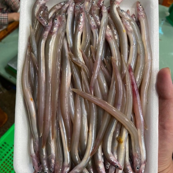 Cá sụn trứng giá sỉ