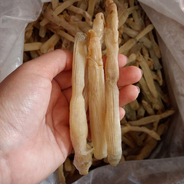 sá sùng giá sỉ 