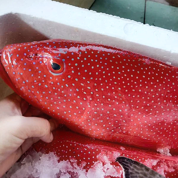 Cá bống mú đỏ giá sỉ