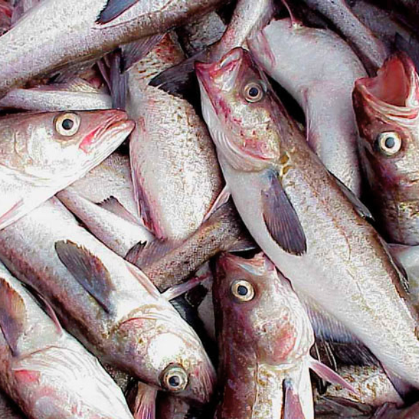 Cá minh thái giá sỉ