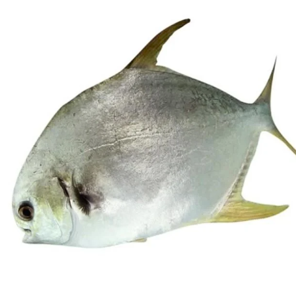 cá chim trắng biển giá sỉ