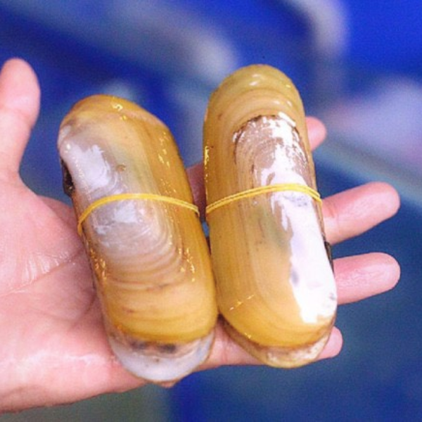 Ốc móng tay chúa chất lượng