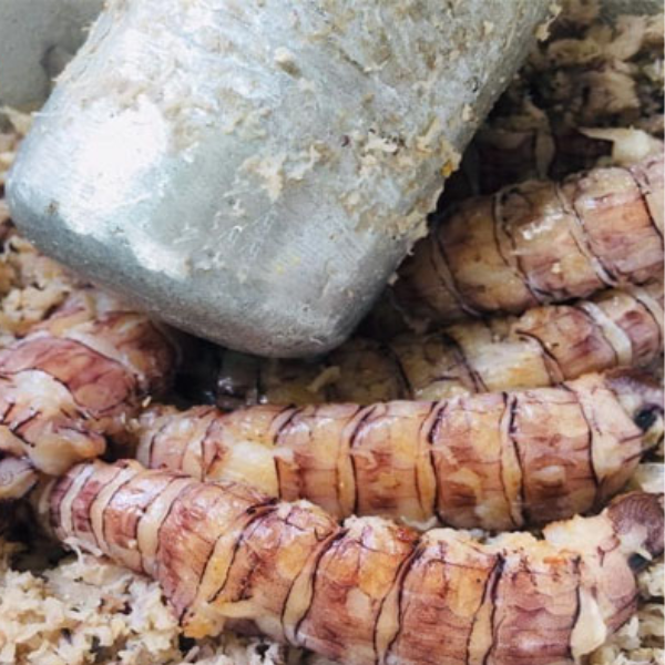 ruốc bề bề giá sỉ 